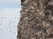 060910_bird_colonies_c