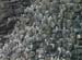 060910_bird_colonies_d