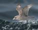 060910_fulmar_northern