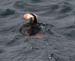 060911_puffin_tufted_b