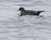 060911_shearwater_shor0029
