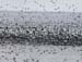060911_shearwaters_hum0030