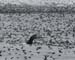 060911_shearwaters_hum0031