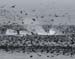 060911_shearwaters_hum0032
