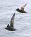 060911_shearwaters_sooty