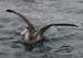 060912_albtrss_shrt_tailed