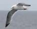 060912_kittiwake_red_l0042