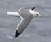 060912_kittiwake_red_l0043