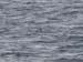 060912_petrel_mottled