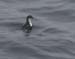 060913_aucklet_least