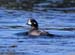 060913_duck_harlequin