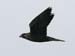060913_falcon_peregrine_a