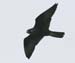 060913_falcon_peregrine_b