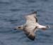 060913_gull_herring_vega