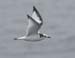 060913_kittiwake_black0051