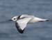 060913_kittiwake_black0052