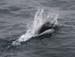060913_porpoise_dalls
