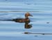 060914_eider_common