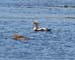 060914_eiders_common