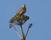 060914_longspur_lapland