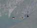 060914_merganser_common