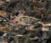 060914_snipe_common_a