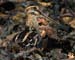 060914_snipe_common_b