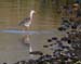 060915_redshank_spttted