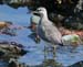 060915_tattler_gray_tailed