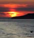 060917_attu_sunset_gull_a