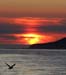 060917_attu_sunset_gull_b