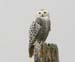 060918_owl_snowy