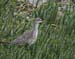 060918_redshank_spttted