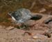 060918_sandpiper_rock