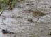 060918_sandpiper_sharp0076