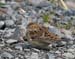 060919_longspur_lapland