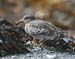 060919_sandpiper_rock