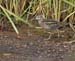 060919_sandpiper_sharp0079