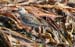 060920_stint_red_neck_a