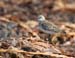 060920_stint_red_neck_b