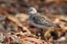 060920_stint_red_neck_c