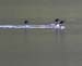 060921_loon_common