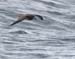 060921_petrel_murphys_a