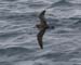 060921_petrel_murphys_b