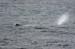 060921_whale_sperm