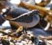 crop_mistery_stint_san0103