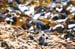 mistery_stint_sandpipe0105