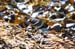 mistery_stint_sandpipe0106