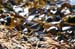 mistery_stint_sandpipe0107