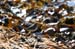 mistery_stint_sandpipe0108
